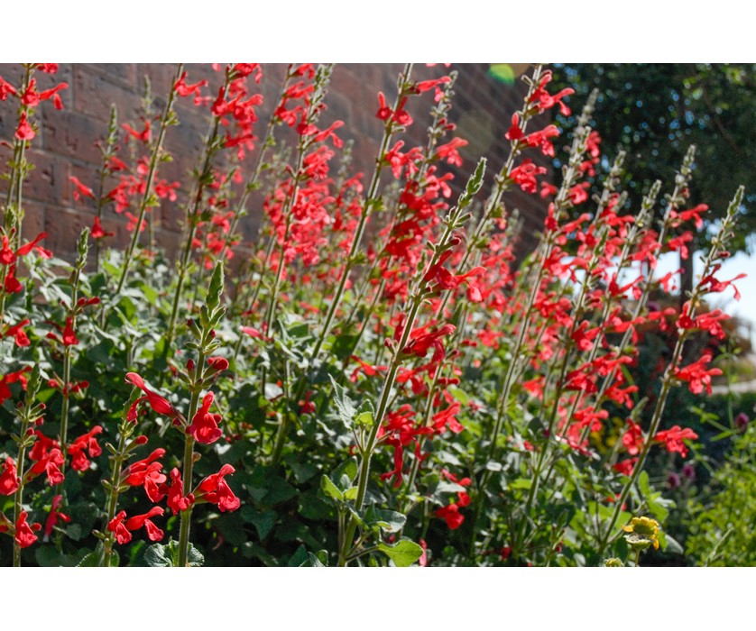 Vermillion Bluffs Mexican Sage